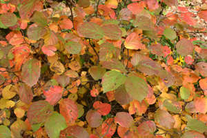 Dwarf Fothergilla fall foliage